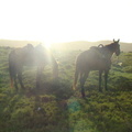 2007 10-Aruba Horses